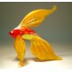 Orange Exotic Glass Fish with Colorful Body